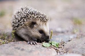 Image result for Somali Hedgehog