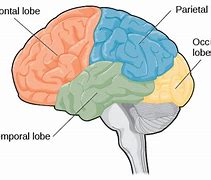 Image result for Memory Region of Brain