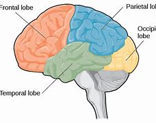 Image result for Brain Out Level 49