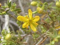 Image result for Edible Plants in the Mojave Desert