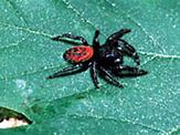 Image result for White-Tailed Spider