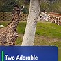 Image result for Very Cute Baby Giraffes