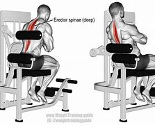 Image result for Lower Back Muscles Exercises