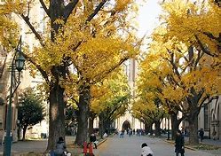 Image result for University of Tokyo Hongo Campus