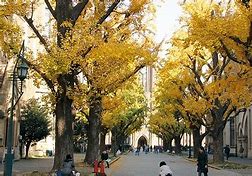 Image result for Tokyo University Simball