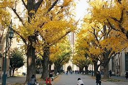 Image result for University of Tokyo Campus Tour