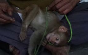 Image result for Baby Monkey with Pacifier