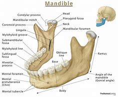 Image result for Lower Jaw Gone
