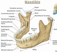 Image result for Mandibular Jaw Anatomy