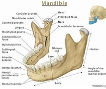 Image result for Lower Mandible Anatomy