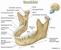 Image result for Jawbone Anatomy