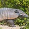 Image result for Cute Armadillo Realistic Background