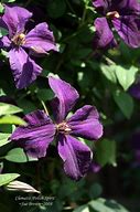 Image result for Late Flowering Clematis