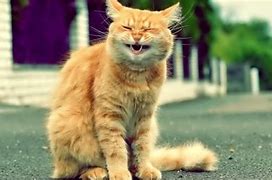 Image result for Funny Cat Jpg