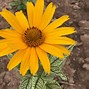 Image result for Heliopsis helianthoides