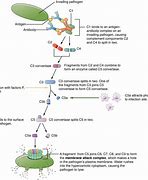 Image result for Complement System Immunology