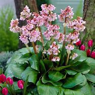 Image result for Bergenia Baby Doll