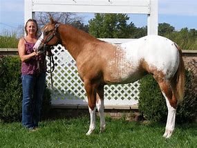Image result for Blanket Appaloosa Horse