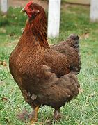 Image result for Partridge Colored Chickens