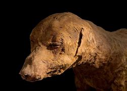 Image result for Mummy Dog Egypt