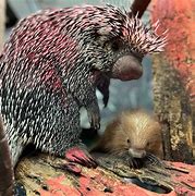 Image result for Newborn Porcupine