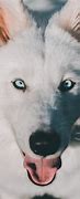 Image result for Samoyed Siberian Husky Mix