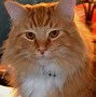 Image result for Biggest House Cat in the World