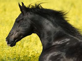 Image result for Horse Photography Black Background
