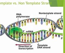 Image result for Exons and Introns Are Present On Template or Non Template Strand
