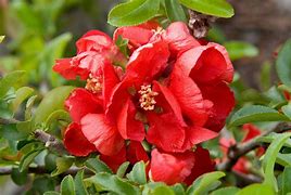 Image result for Chaenomeles sup. Texas Scarlet