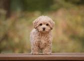 Image result for Teacup Maltipoo Apricot