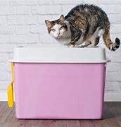 Image result for Cat Leaving Litter Box Meme