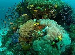 Image result for Marine Diversity Silhouette