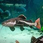 Image result for Catfish Tail