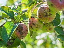 Image result for Diseases of Apple Trees Pictures