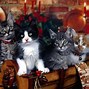 Image result for Thanksgiving Cat Wallpaper