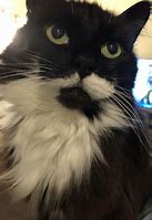 Image result for Bearded Cat