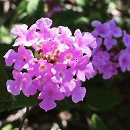 Image result for Lantana Flowers with Celosia
