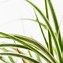 Bildergebnis für Carex Silver Sceptre