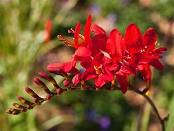 Image result for Crocosmia Red King