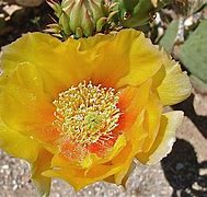 Image result for Beautiful Cactus Flowers