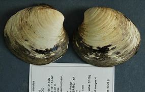 Image result for Dusty Old Clams