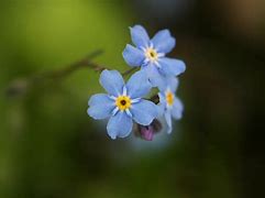 Image result for What Does a Forget Me Not Flower Look Like