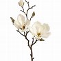 Image result for Magnolia Flower Drawing