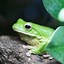 Image result for White Lipped Tree Frog