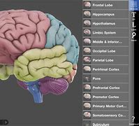 Image result for 3D Brain Mapping
