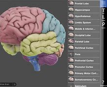 Image result for Brain Mind Map