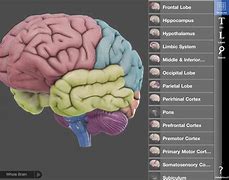 Image result for Interactive 3D Brain Anatomy
