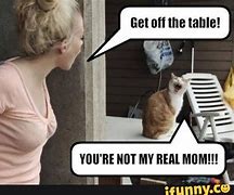 Image result for Internet Cat Meme Collage