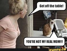 Image result for Funny Orange Cat Memes